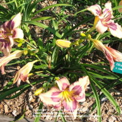 Location: Valley of the Daylilies in Lebanon, OH. Home of Dan and Jackie Bachman
Date: Jul 8, 2005 10:44 AM