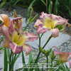 One of my favorite Daylilies because of the eyezone colors!