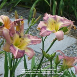 Location: Valley of the Daylilies in Lebanon, OH. Home of Dan and Jackie Bachman
Date: Jul 6, 2006 12:01 PM
One of my favorite Daylilies because of the eyezone colors!