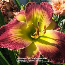 Location: Valley of the Daylilies in Lebanon, OH. Home of Dan and Jackie Bachman
Date: Jul 8, 2005 10:49 AM
Gorgeous!