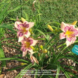 Location: Valley of the Daylilies in Lebanon, OH. Home of Dan and Jackie Bachman
Date: Jul 7, 2005 10:37 AM