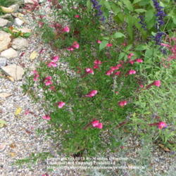Location: My garden in Kentucky
Date: Oct 22, 2006 2:18 PM
Beautiful color!  Wonderful Salvia!  Love it!