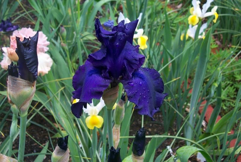 Photo of Tall Bearded Iris (Iris 'Titan's Glory') uploaded by Newyorkrita