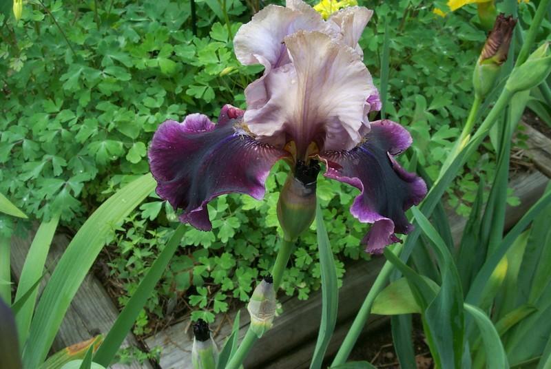 Photo of Tall Bearded Iris (Iris 'Dressed To Kill') uploaded by Newyorkrita