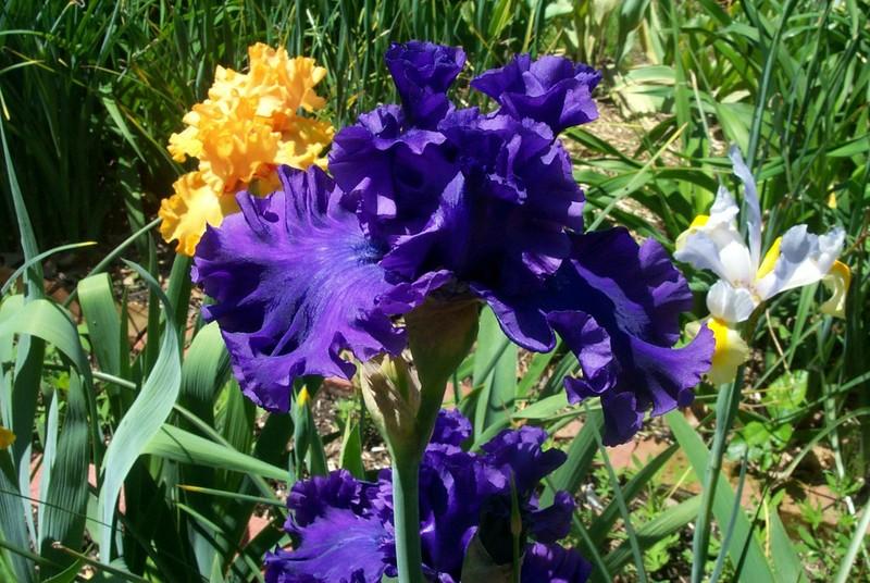 Photo of Tall Bearded Iris (Iris 'Purple Ritz') uploaded by Newyorkrita