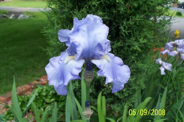 Photo of Tall Bearded Iris (Iris 'Blue Kentucky Girl') uploaded by Sharon