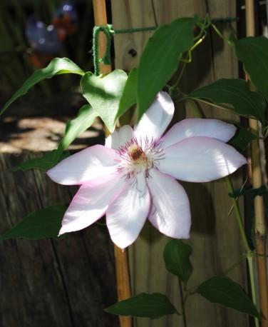 Photo of Clematis 'Omoshiro' uploaded by chelle