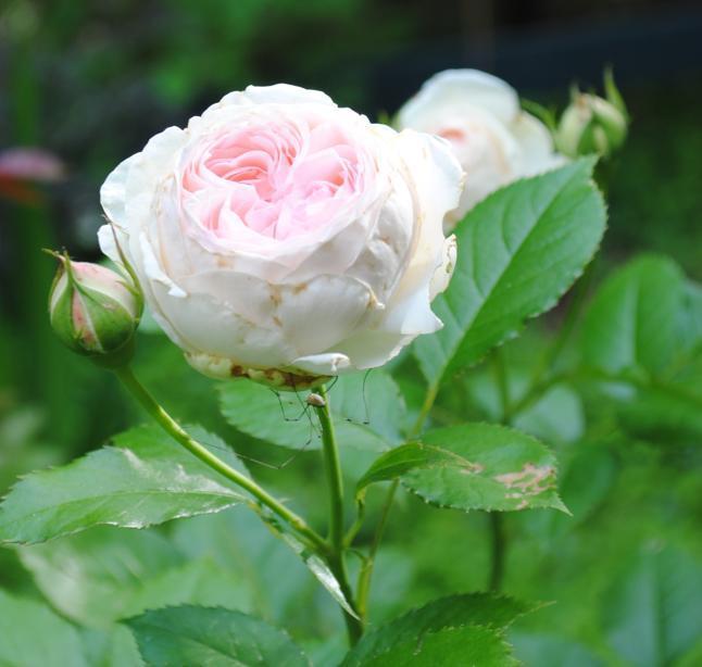 Photo of Rose (Rosa 'Pierre de Ronsard') uploaded by chelle