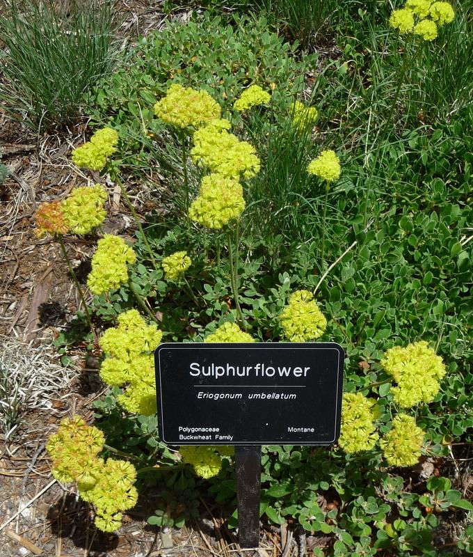 Photo of Sulfur Buckwheat (Eriogonum umbellatum) uploaded by gardengus