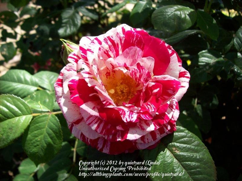 Photo of Rose (Rosa 'Scentimental') uploaded by quietyard