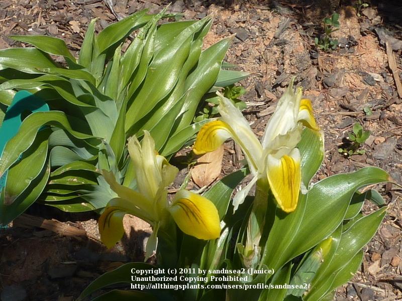 Photo of Juno Iris (Iris bucharica) uploaded by sandnsea2