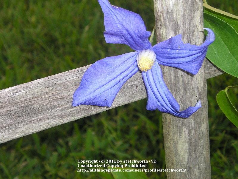 Photo of Clematis (Clematis durandii) uploaded by stetchworth