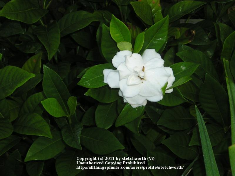 Photo of Gardenia (Gardenia jasminoides 'August Beauty') uploaded by stetchworth