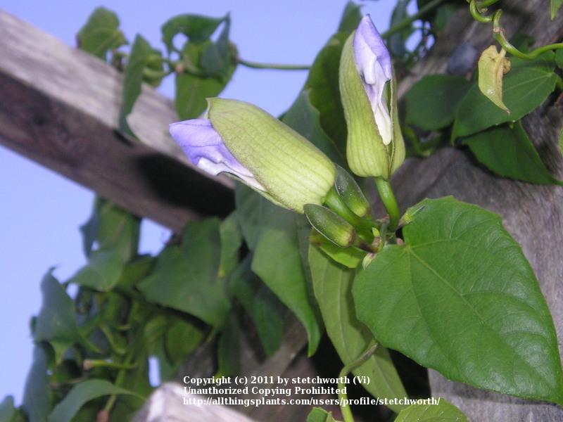 Photo of Blue Sky Vine (Thunbergia grandiflora) uploaded by stetchworth