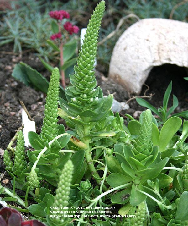 Photo of Green Dunce's Cap (Orostachys malacophylla) uploaded by tabby