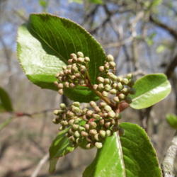 Location: Norhteastern, Texas
Date: April, 2010
Buds in springtime
