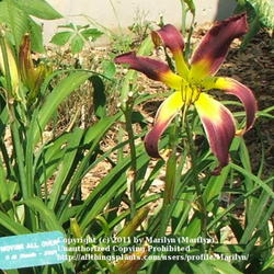 Location: Valley of the Daylilies in Lebanon, OH. Home of Dan and Jackie Bachman
Date: Jul 11, 2005 4:23 PM