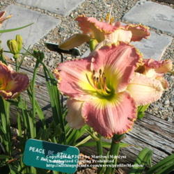 Location: Valley of the Daylilies in Lebanon, OH. Home of Dan and Jackie Bachman
Date: Jul 7, 2005 6:56 PM