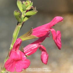 Location: My garden in Kentucky
Date: Jul 2, 2006 12:32 PM
Love this Salvia!  Color is gorgeous!