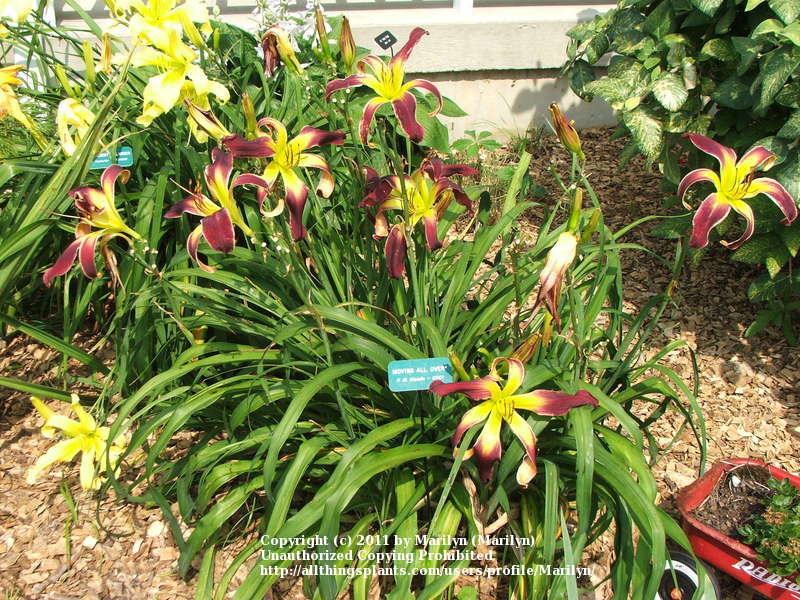 Photo of Daylily (Hemerocallis 'Moving All Over') uploaded by Marilyn