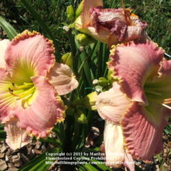 Location: Valley of the Daylilies in Lebanon, OH. Home of Dan and Jackie Bachman
Date: Jul 10, 2005 10:14 AM