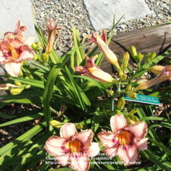 Location: Valley of the Daylilies in Lebanon, OH. Home of Dan and Jackie Bachman
Date: Jul 9, 2005 10:36 AM