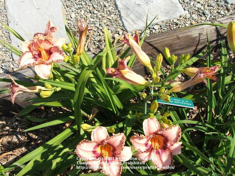 Photo of Daylily (Hemerocallis 'Prickled Petals') uploaded by Marilyn