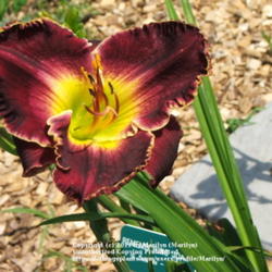 Location: Valley of the Daylilies in Lebanon, OH. Home of Dan and Jackie Bachman
Date: Jul 10, 2005 11:06 AM