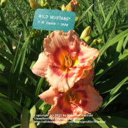 Location: Valley of the Daylilies in Lebanon, OH. Home of Dan and Jackie Bachman
Date: Jul 10, 2005 10:13 AM