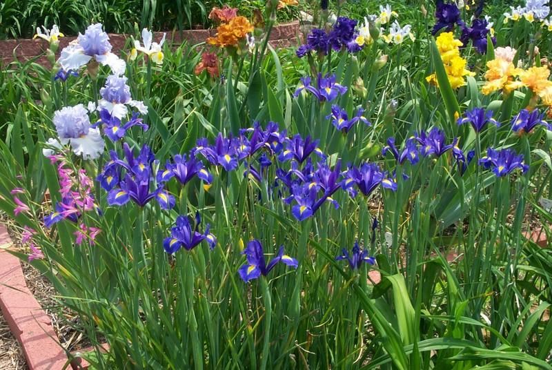 Photo of Dutch Iris (Iris x hollandica 'Blue Magic') uploaded by Newyorkrita