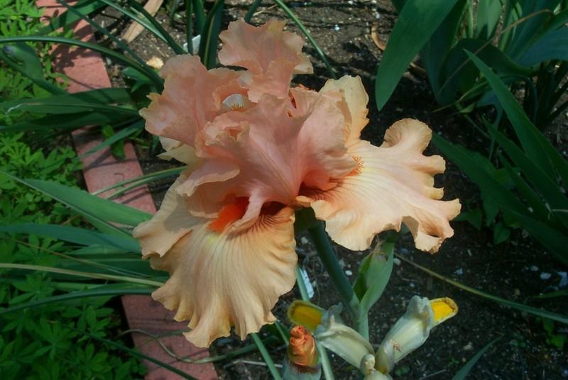 Photo of Tall Bearded Iris (Iris 'Coral Splendor') uploaded by Newyorkrita