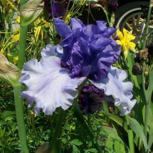 Photo of Tall Bearded Iris (Iris 'Aegean Wind') uploaded by PollyK
