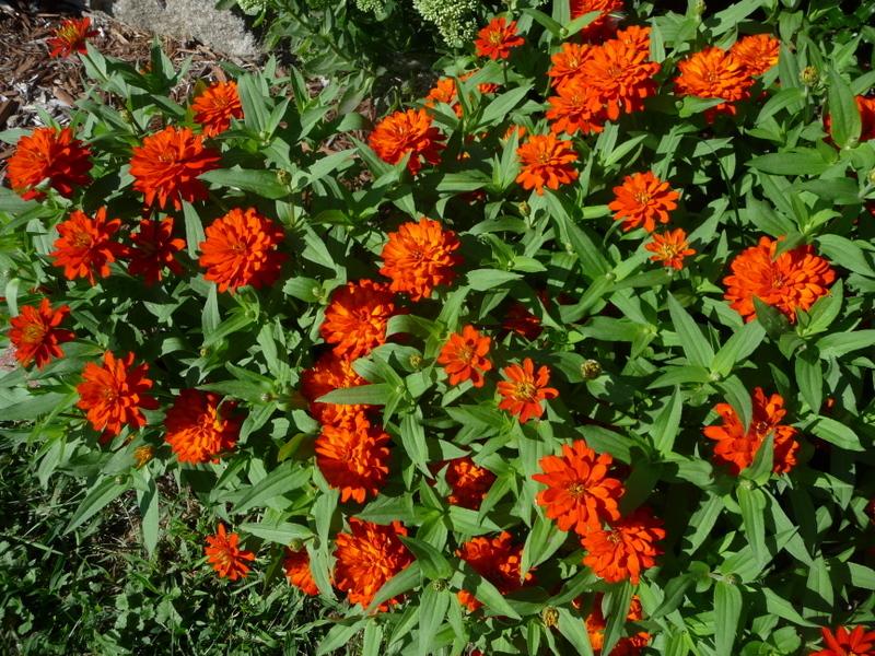 Photo of Zinnia 'Profusion Double Fire' uploaded by gardengus