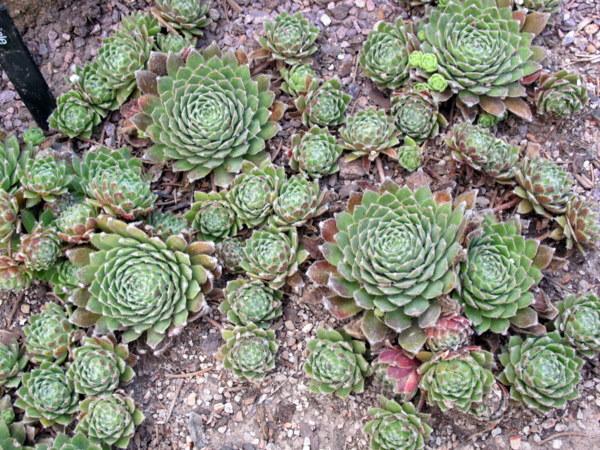 Photo of Hen and Chicks (Sempervivum 'Icicle') uploaded by goldfinch4