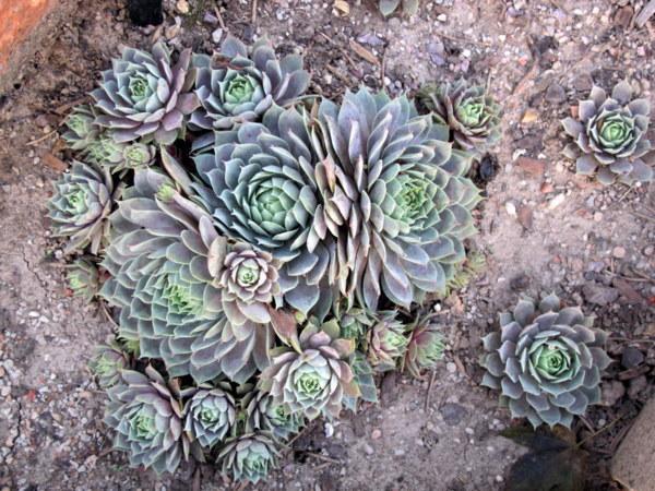 Photo of Hen and Chicks (Sempervivum 'Pacific Blue Ice') uploaded by goldfinch4