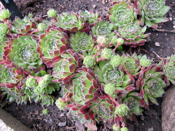 Photo of Hen and Chicks (Sempervivum 'Mate') uploaded by goldfinch4