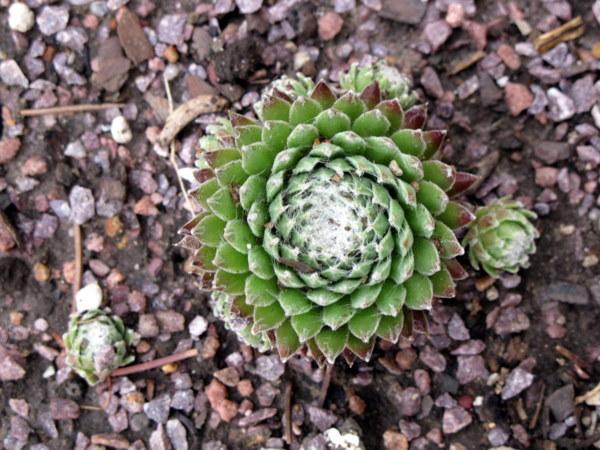 Photo of Hen and Chicks (Sempervivum 'Koko Flanel') uploaded by goldfinch4