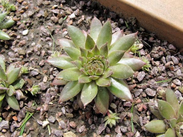 Photo of Hen and Chicks (Sempervivum 'Nouveau Pastel') uploaded by goldfinch4