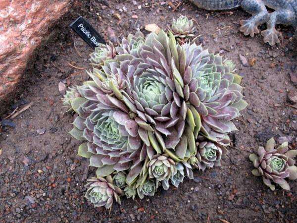 Photo of Hen and Chicks (Sempervivum 'Pacific Blue Ice') uploaded by goldfinch4