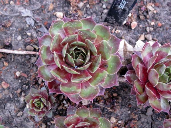 Photo of Hen and Chicks (Sempervivum 'Gay Jester') uploaded by goldfinch4