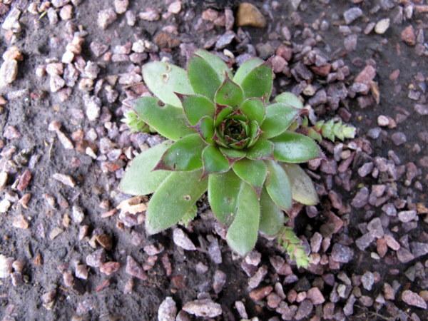 Photo of Hen and Chicks (Sempervivum 'Kimono') uploaded by goldfinch4