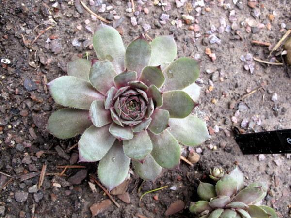 Photo of Hen and Chicks (Sempervivum 'Lilac Time') uploaded by goldfinch4