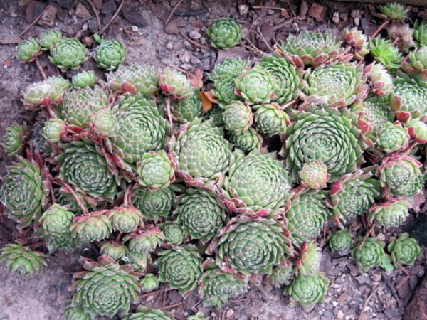 Photo of Hen and Chicks (Sempervivum 'Mate') uploaded by goldfinch4