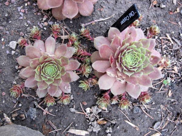 Photo of Hen and Chicks (Sempervivum 'Old Copper') uploaded by goldfinch4