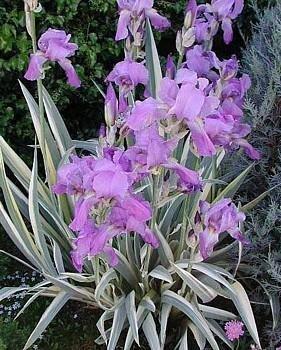 Photo of Species Iris (Iris pallida 'Argentea') uploaded by irisloverdee