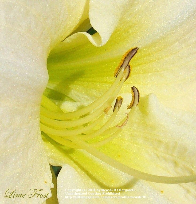 Photo of Daylily (Hemerocallis 'Lime Frost') uploaded by mcash70