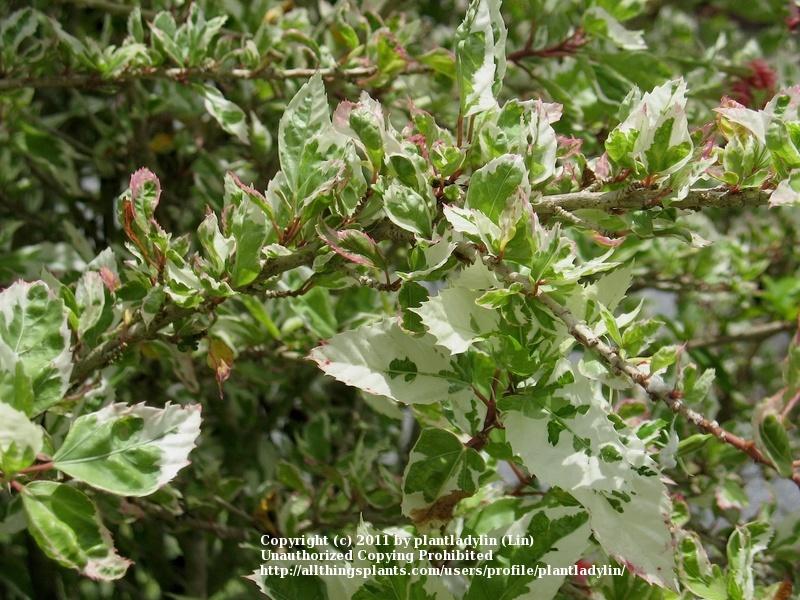 Photo of Variegated Tropical Hibiscus (Hibiscus rosa-sinensis 'Snow Queen') uploaded by plantladylin