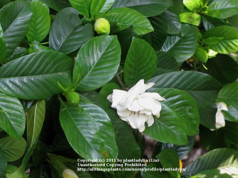 Photo of Gardenia (Gardenia jasminoides) uploaded by plantladylin