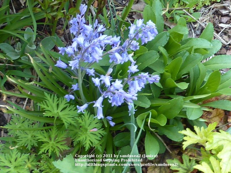 Photo of Spanish Bluebell (Hyacinthoides hispanica) uploaded by sandnsea2