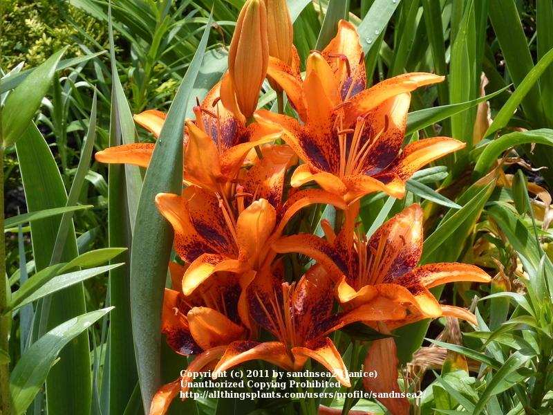 Photo of Lily (Lilium 'Orange Art') uploaded by sandnsea2